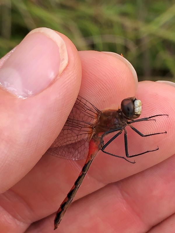 Photo of White-faced Meadowhawk