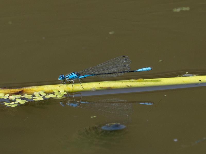 Photo of Azure Bluet