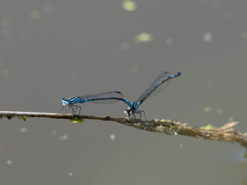 Photo of Azure Bluet