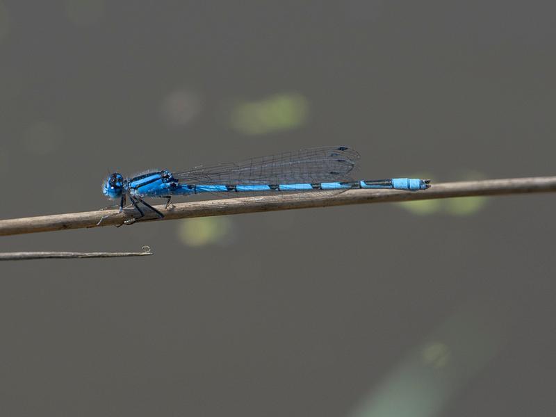 Photo of Familiar Bluet