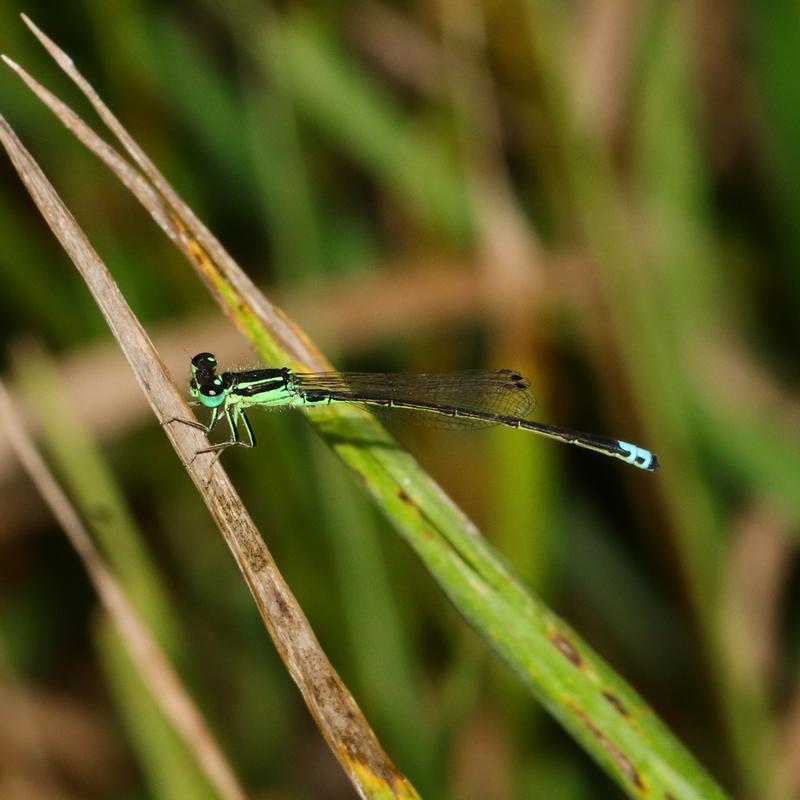 Photo of Eastern Forktail