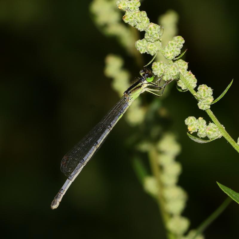 Photo of Eastern Forktail