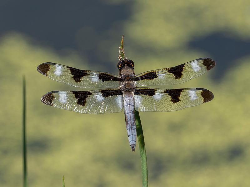 Photo of Twelve-spotted Skimmer