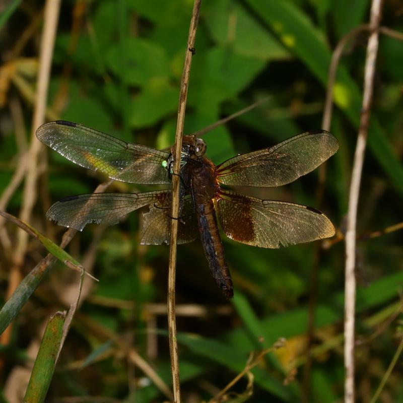 Photo of Widow Skimmer