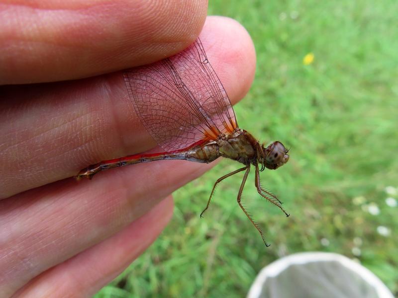 Photo of Autumn Meadowhawk