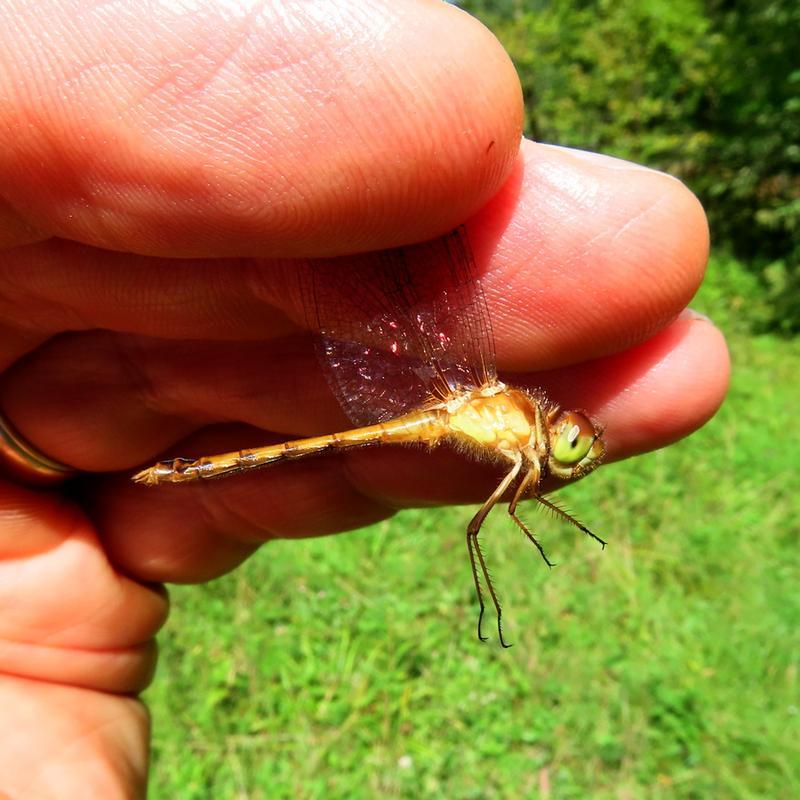Photo of Autumn Meadowhawk