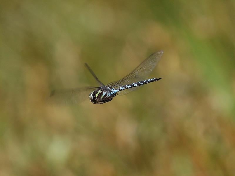 Photo of Green-striped Darner