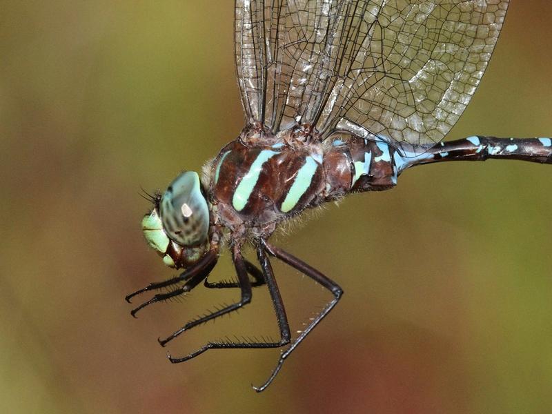 Photo of Black-tipped Darner