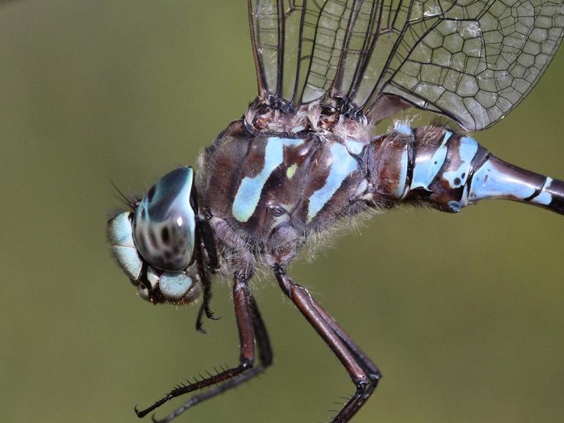 Photo of Canada Darner