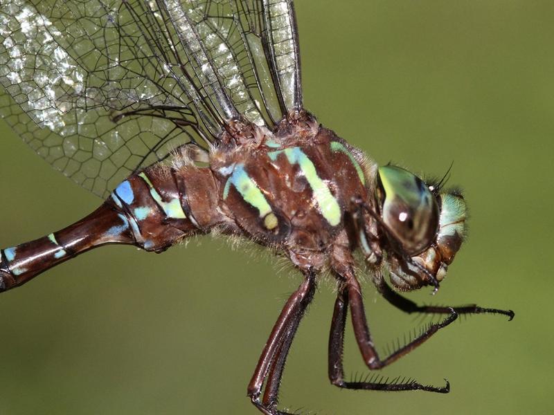 Photo of Subarctic Darner