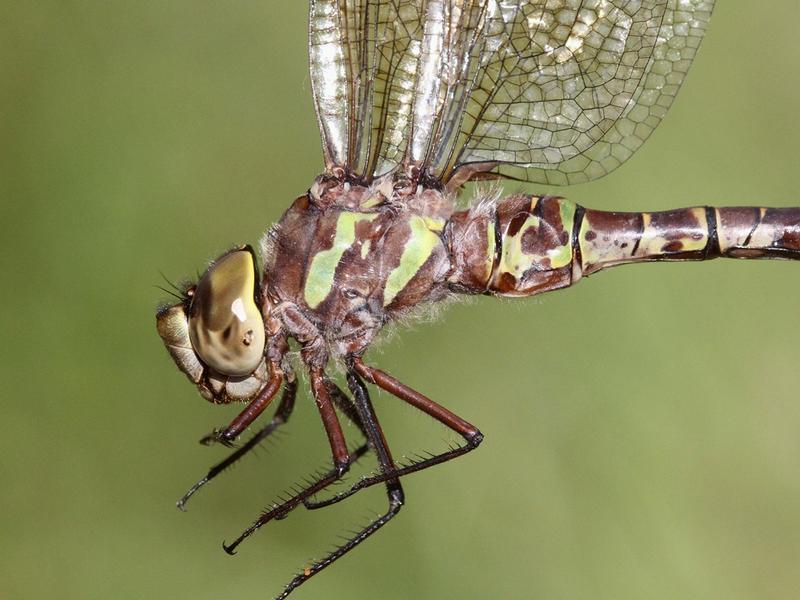 Photo of Canada Darner