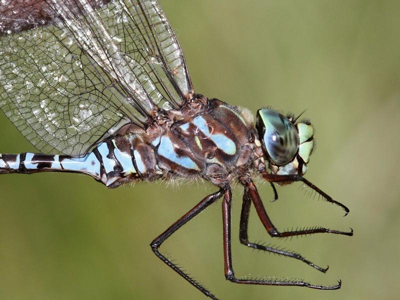 Photo of Lake Darner