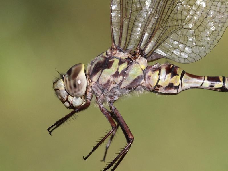 Photo of Mottled Darner