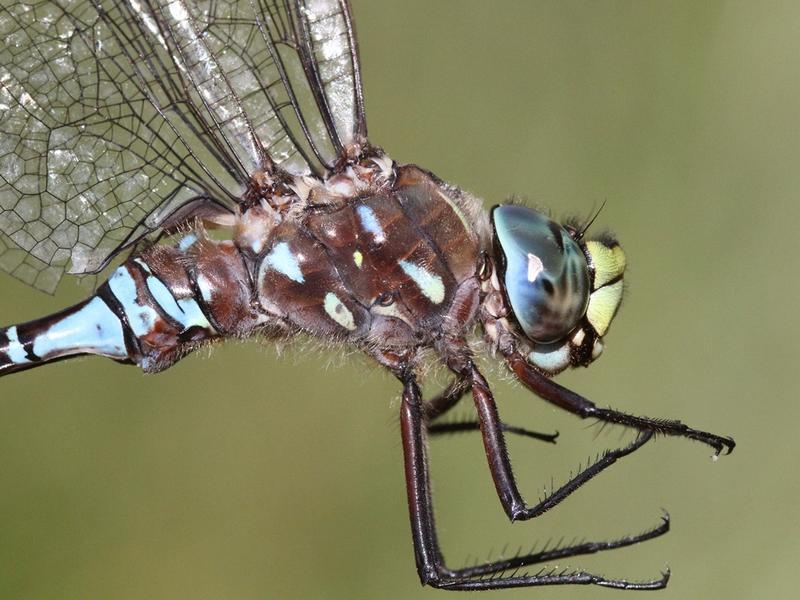 Photo of Variable Darner