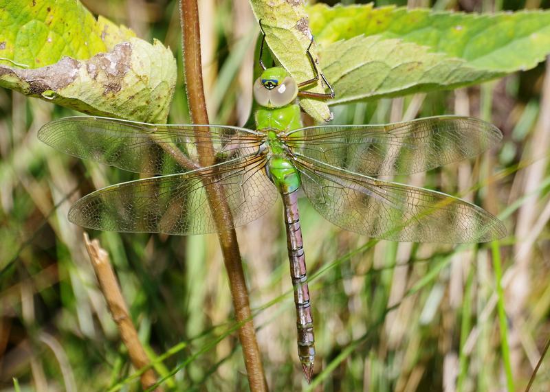 Photo of Common Green Darner