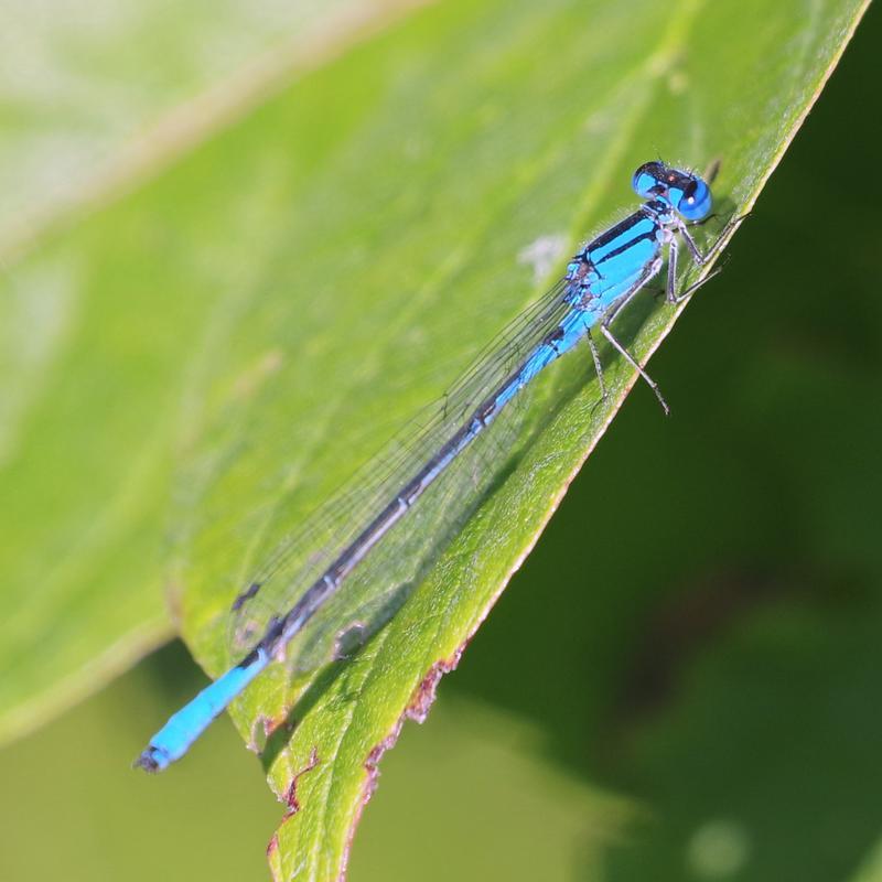 Photo of Azure Bluet