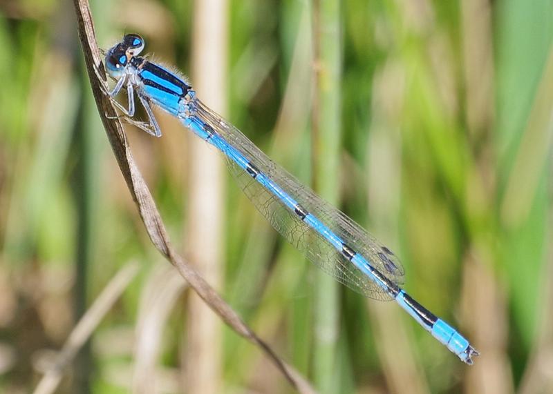 Photo of Familiar Bluet