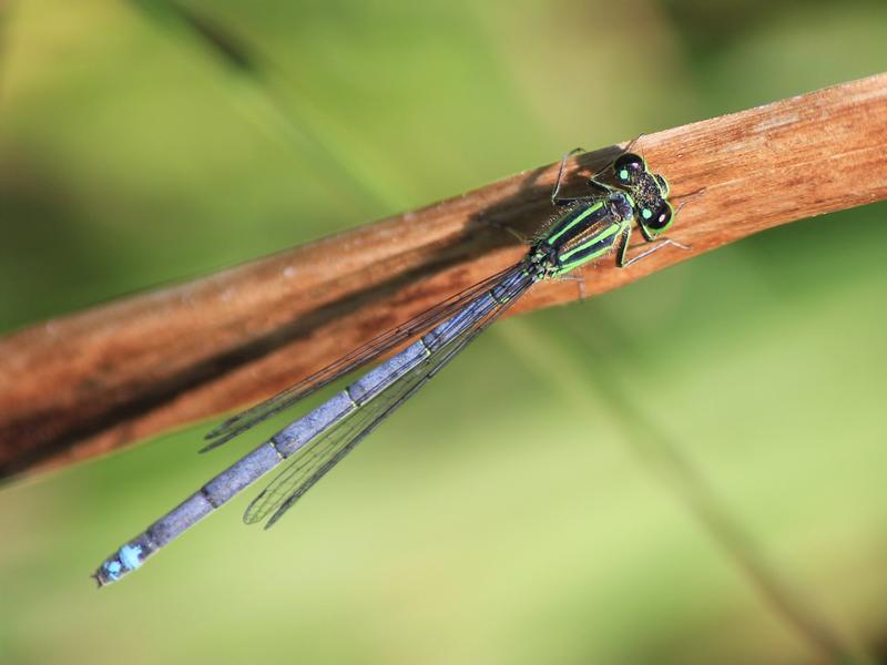 Photo of Eastern Forktail