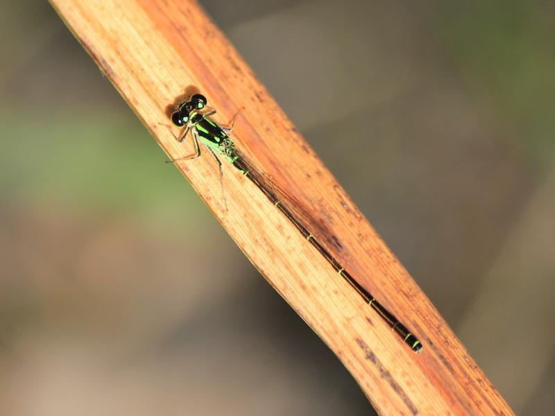Photo of Fragile Forktail