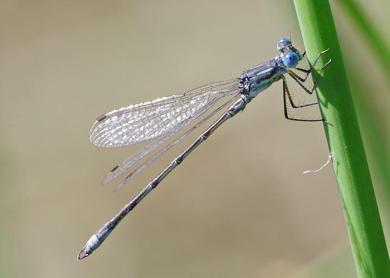 Photo of Lyre-tipped Spreadwing