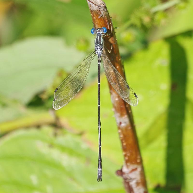 Photo of Slender Spreadwing