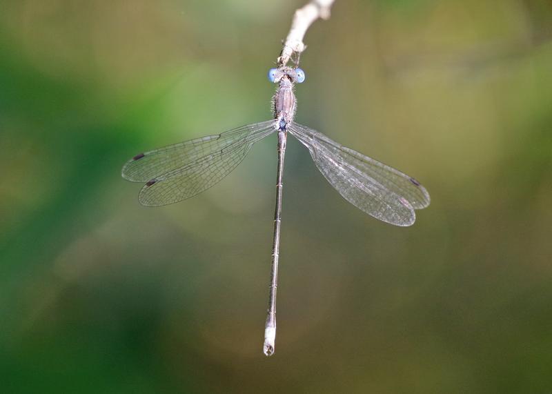 Photo of Spotted Spreadwing