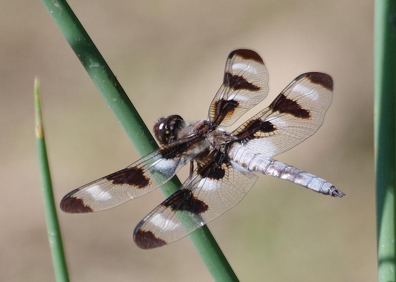 Photo of Twelve-spotted Skimmer