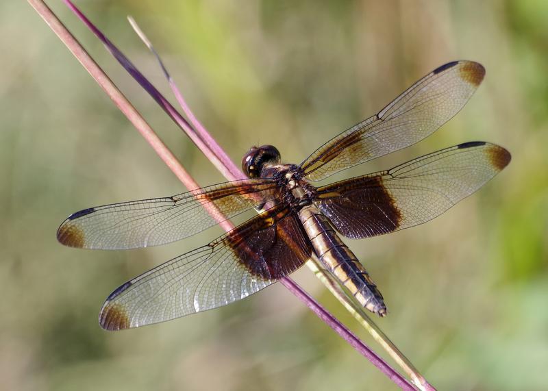 Photo of Widow Skimmer