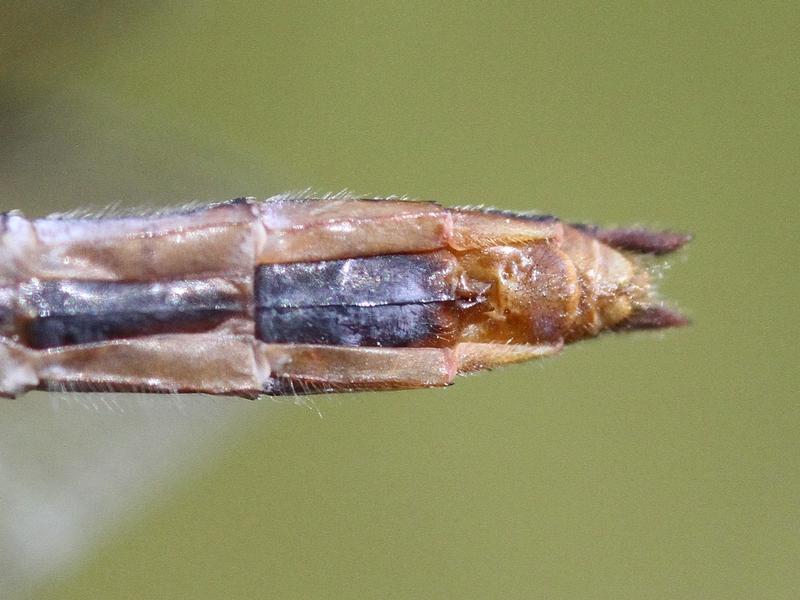 Photo of Cherry-faced Meadowhawk