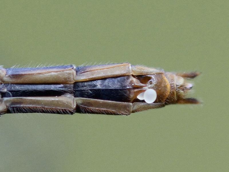 Photo of White-faced Meadowhawk