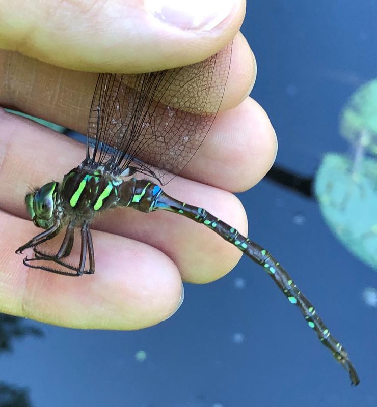 Photo of Shadow Darner