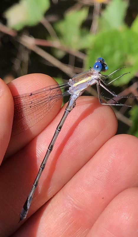 Photo of Great Spreadwing