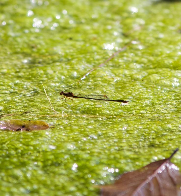 Photo of Orange Bluet