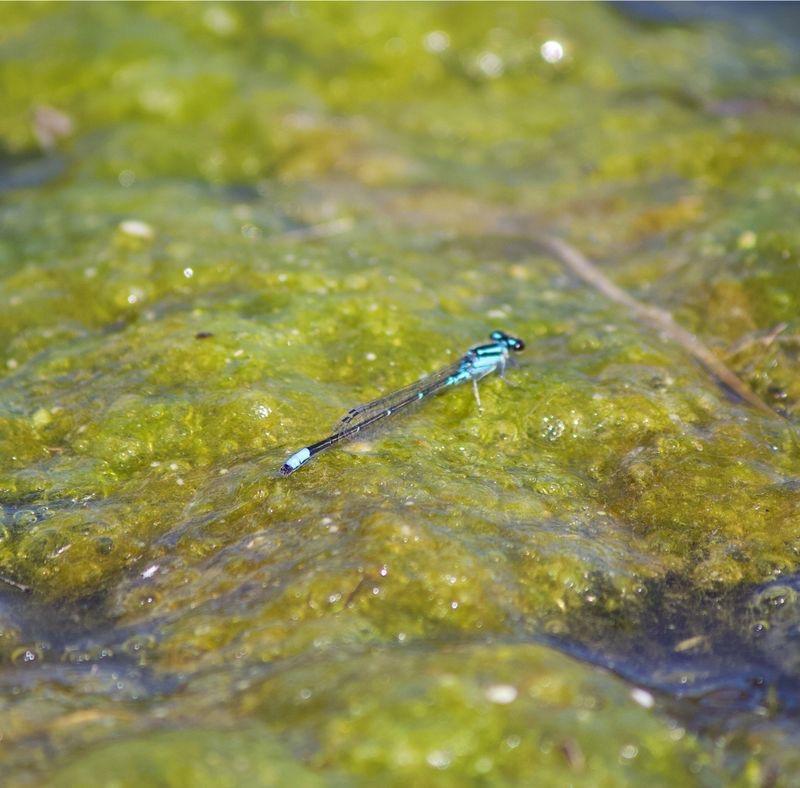 Photo of Skimming Bluet