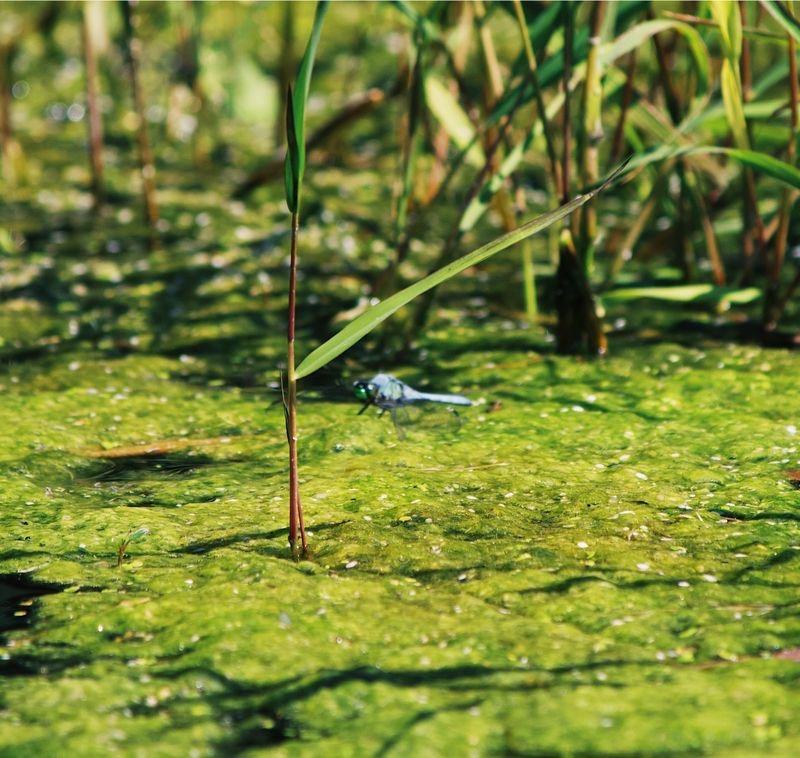 Photo of Eastern Pondhawk