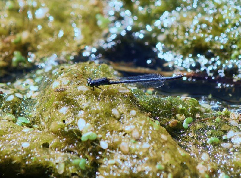 Photo of Eastern Forktail