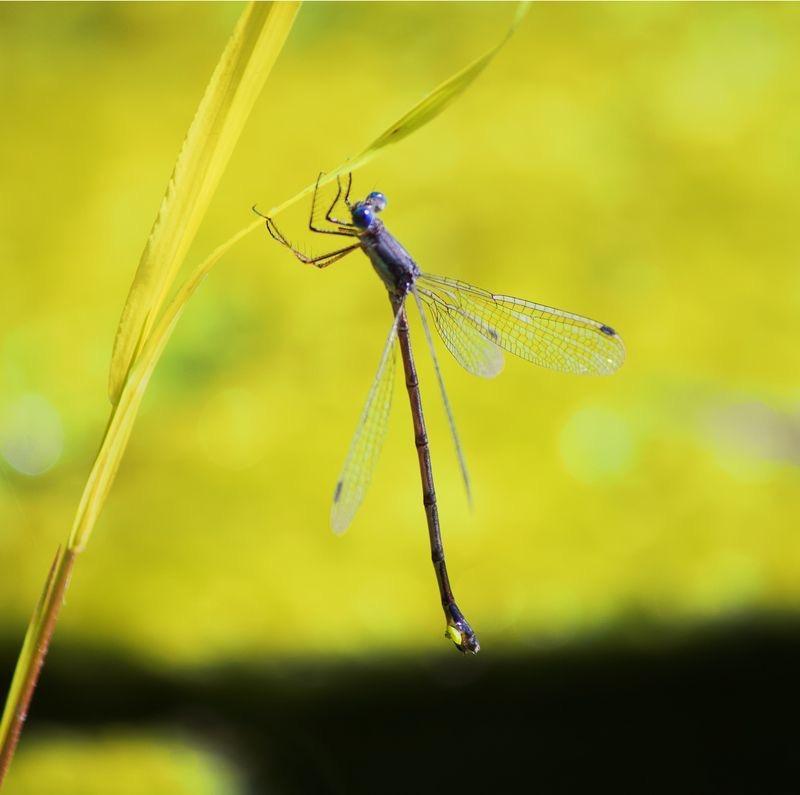 Photo of Slender Spreadwing