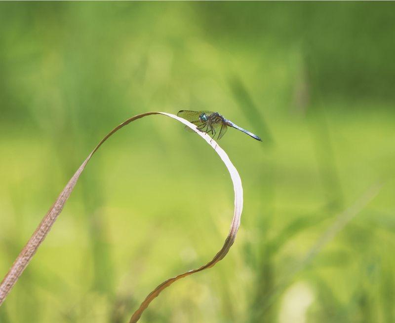 Photo of Blue Dasher