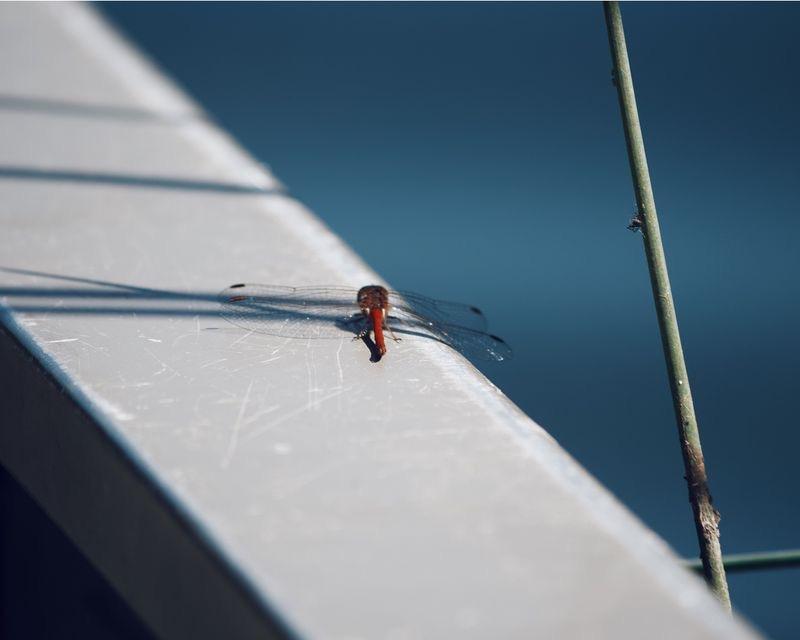 Photo of Autumn Meadowhawk