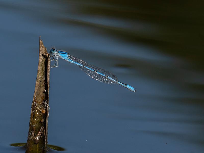 Photo of Familiar Bluet