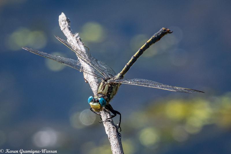 Photo of Horned Clubtail