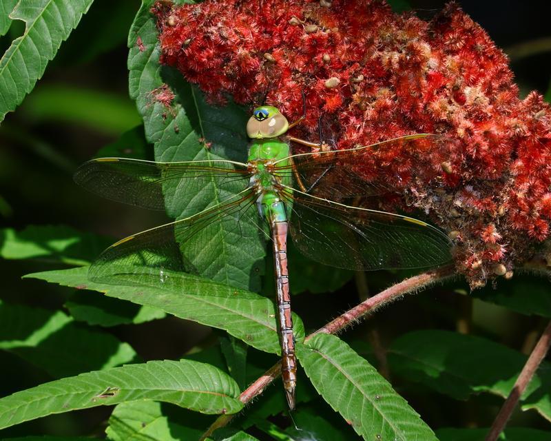 Photo of Common Green Darner
