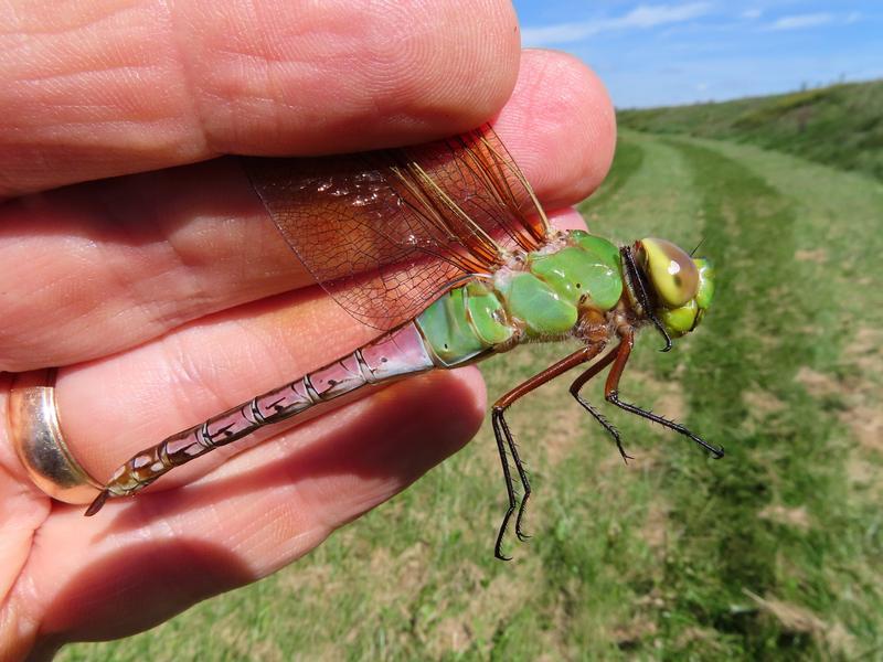 Photo of Common Green Darner