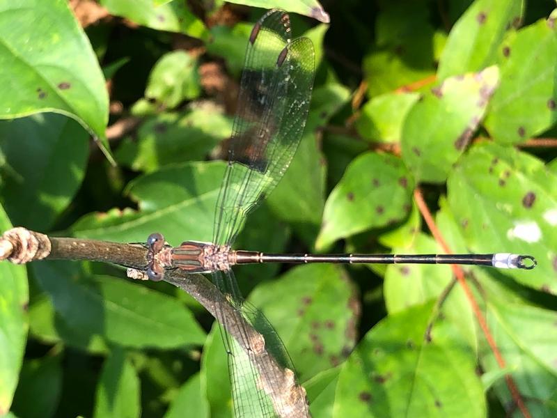 Photo of Great Spreadwing