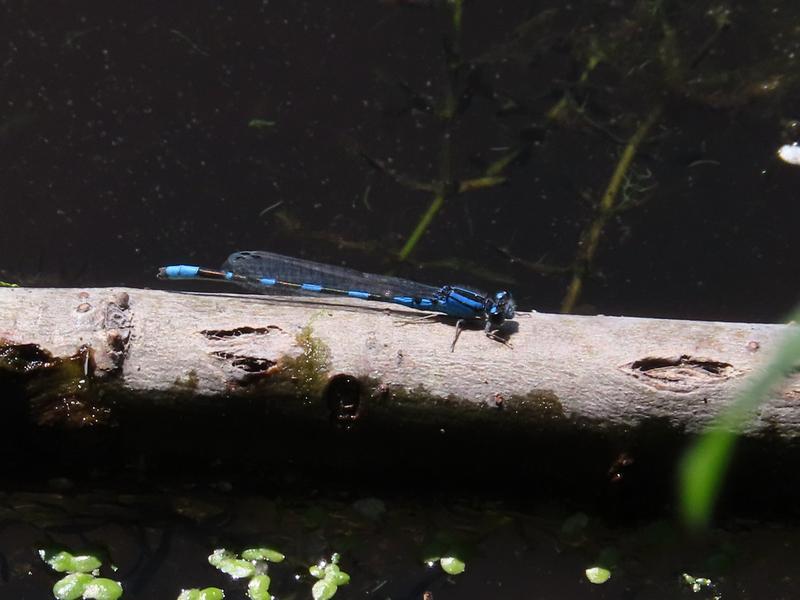 Photo of Tule Bluet