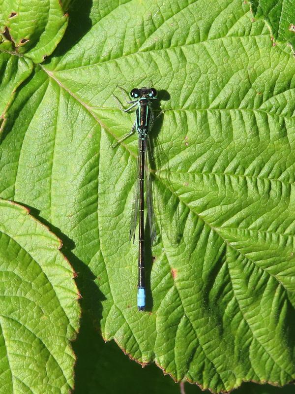 Photo of Eastern Forktail