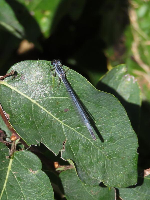 Photo of Eastern Forktail