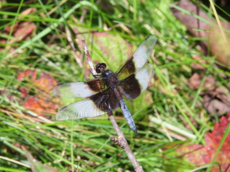Photo of Widow Skimmer