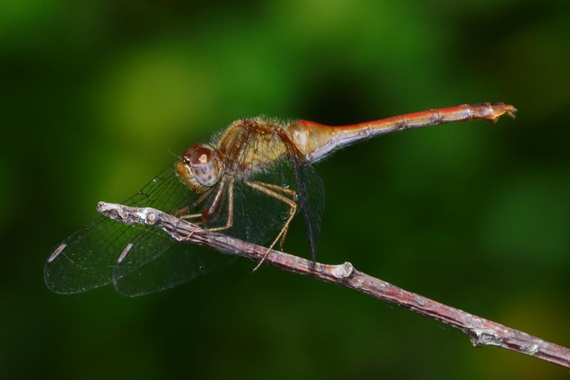 Photo of Autumn Meadowhawk