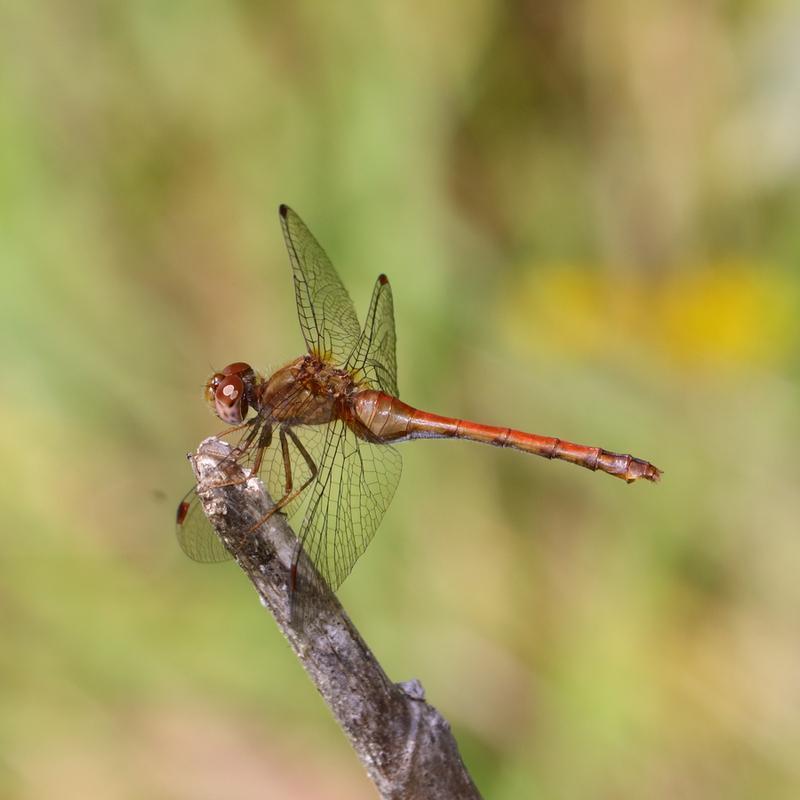 Photo of Autumn Meadowhawk